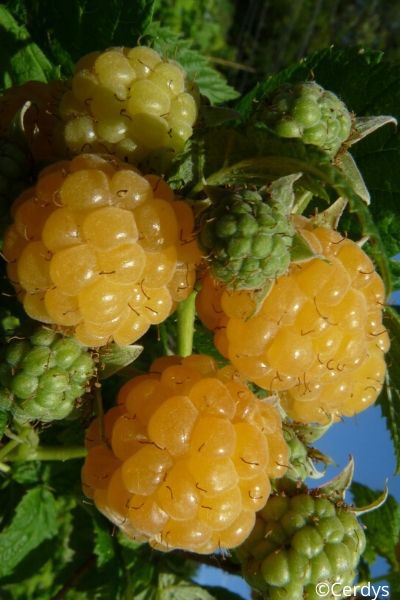 FRAMBOISIER-Golden-Everest-IMFG