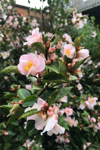 Fairy-Blush