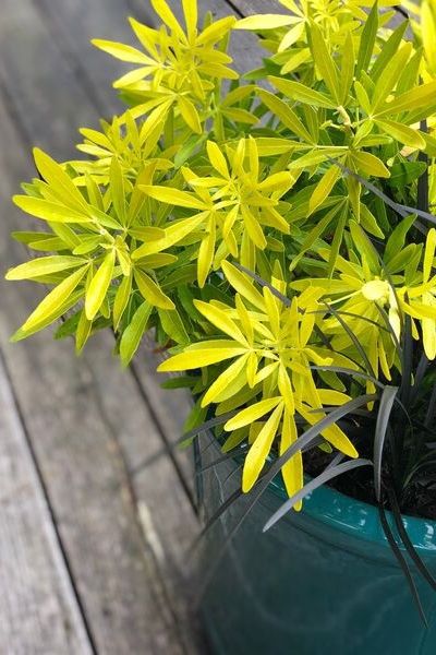 Feuillage-de-Choisya-Gold-Star-IMFG