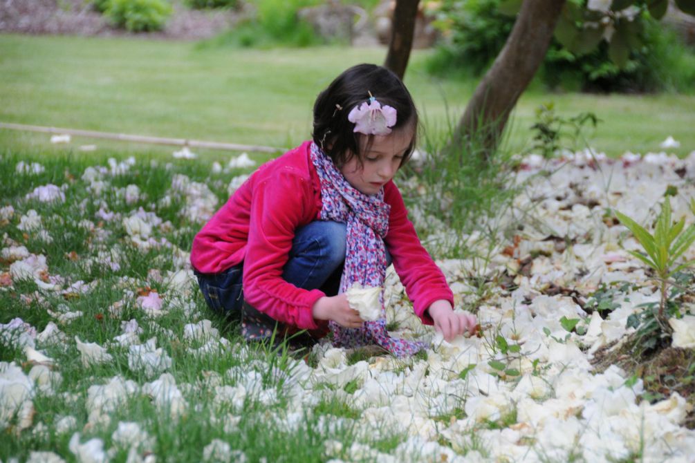 Fleur-de-Rhodo-et-Joséphine