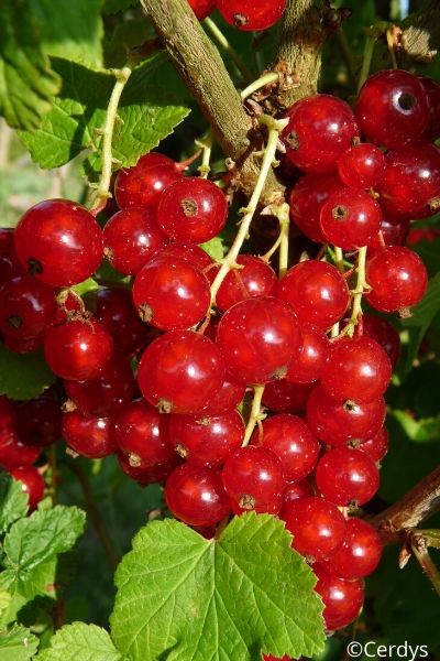 GROSEILLIER-Jonkheer-Van-Tets-IMFG