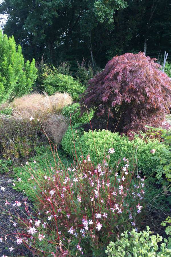 Tout sur l’Érable du Japon : Où ? Quand ? Comment le planter ? 8 - Roué Pépinières Gaura-Rozy-Jane-Pittosporum-Golf-Ball-Acer-palmatum-IMG_1139