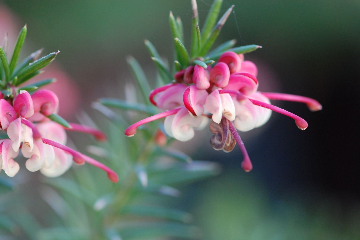 Grevillea-rosa-Jenkisii-DSC_0828