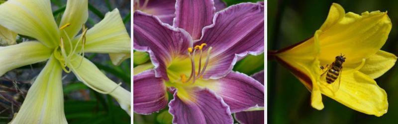 Hémérocalles collection