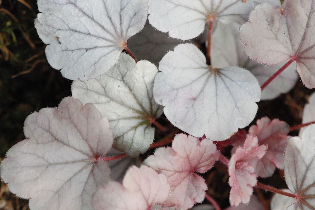 HEUCHERE-Silver-Gumdrop