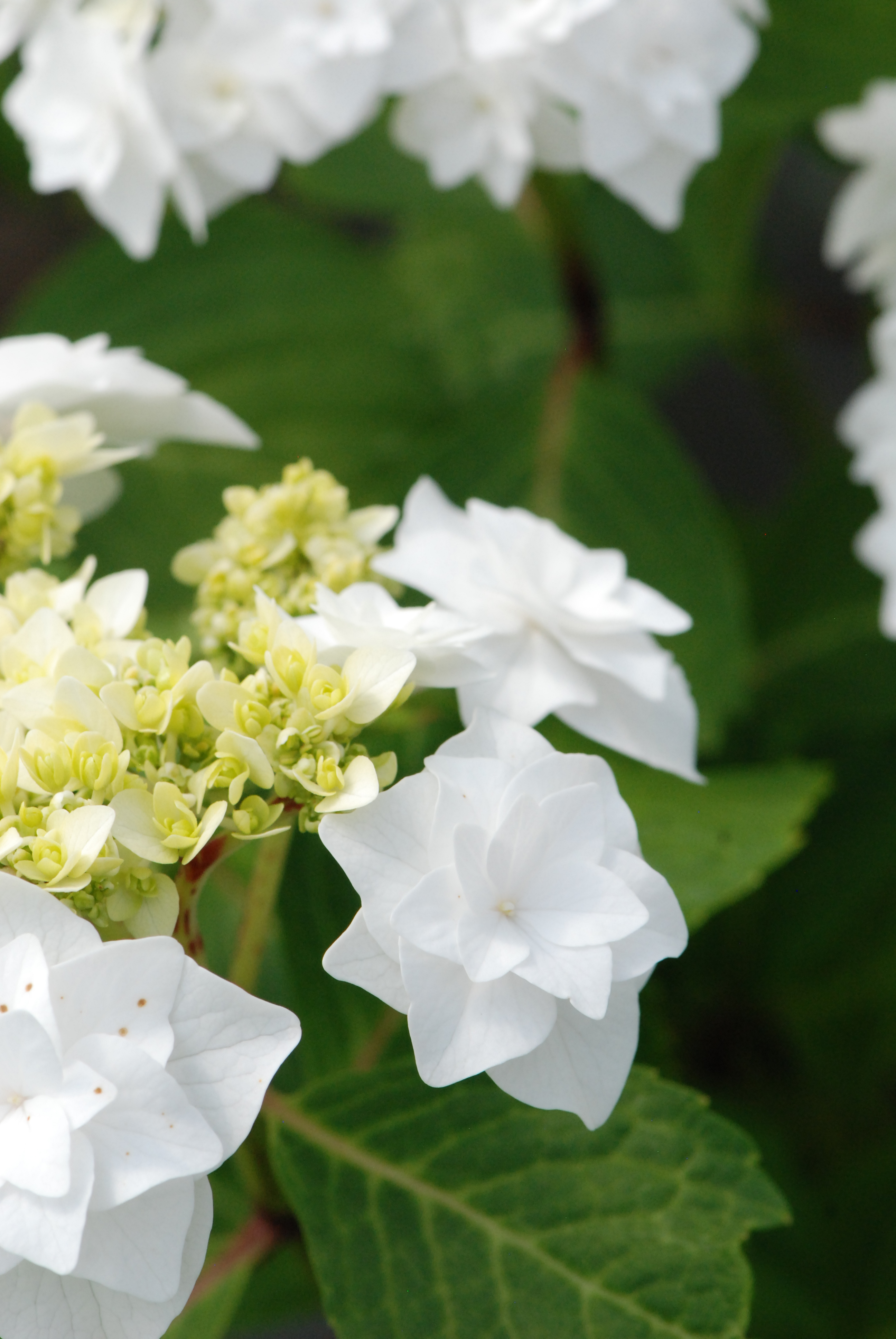 Quand et comment tailler mon Hortensia ? 10 - Roué Pépinières HYDRANGEA-Wedding-Gown-DSC_0426