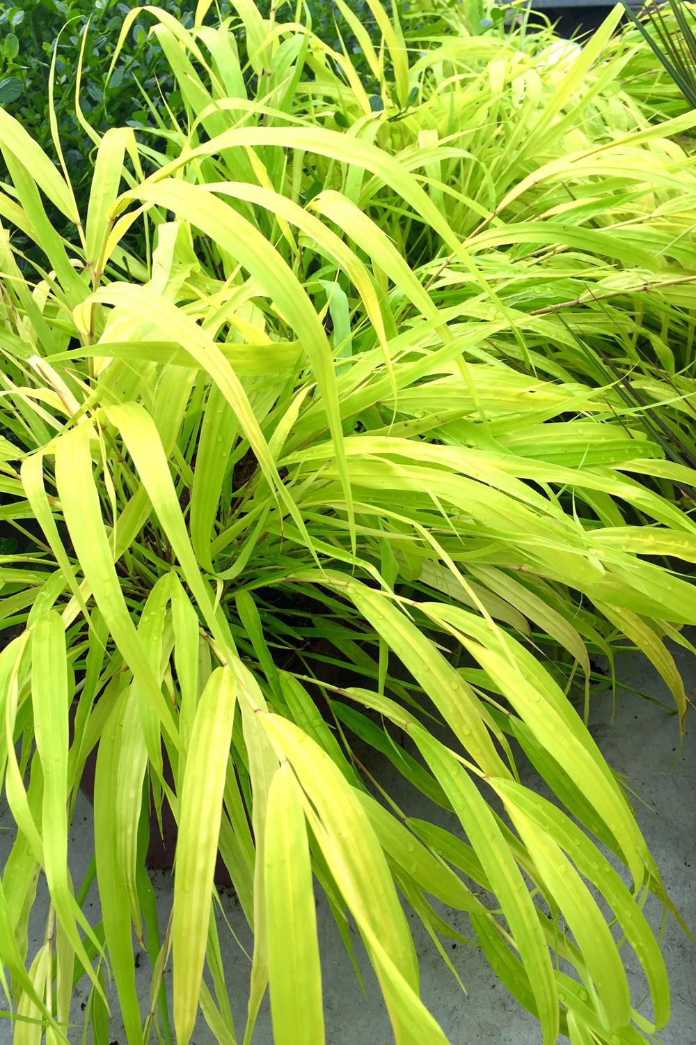 Hakonechloa-All-Gold-S37