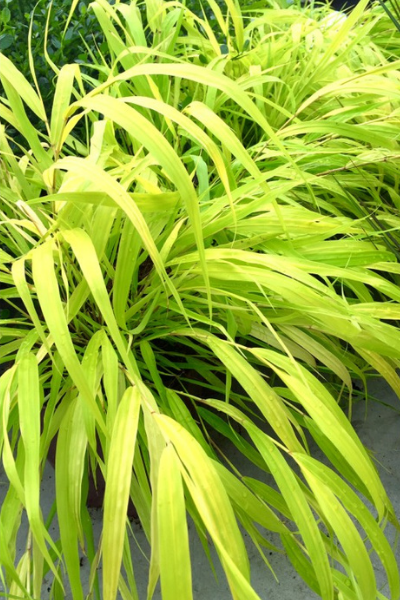 Hakonechloa-all-gold-1