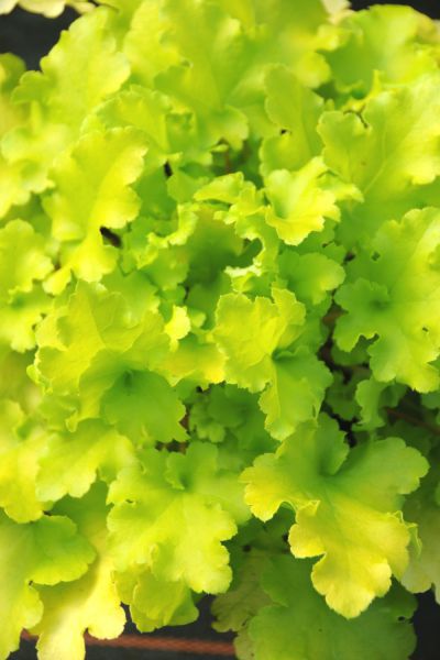 Heuchera-Lime-Marmelade-RC318-DSC_0905