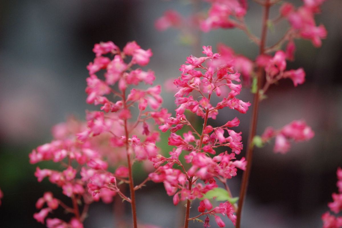 Heuchera-Sweet-Tart-DSC_0036-jpg-2