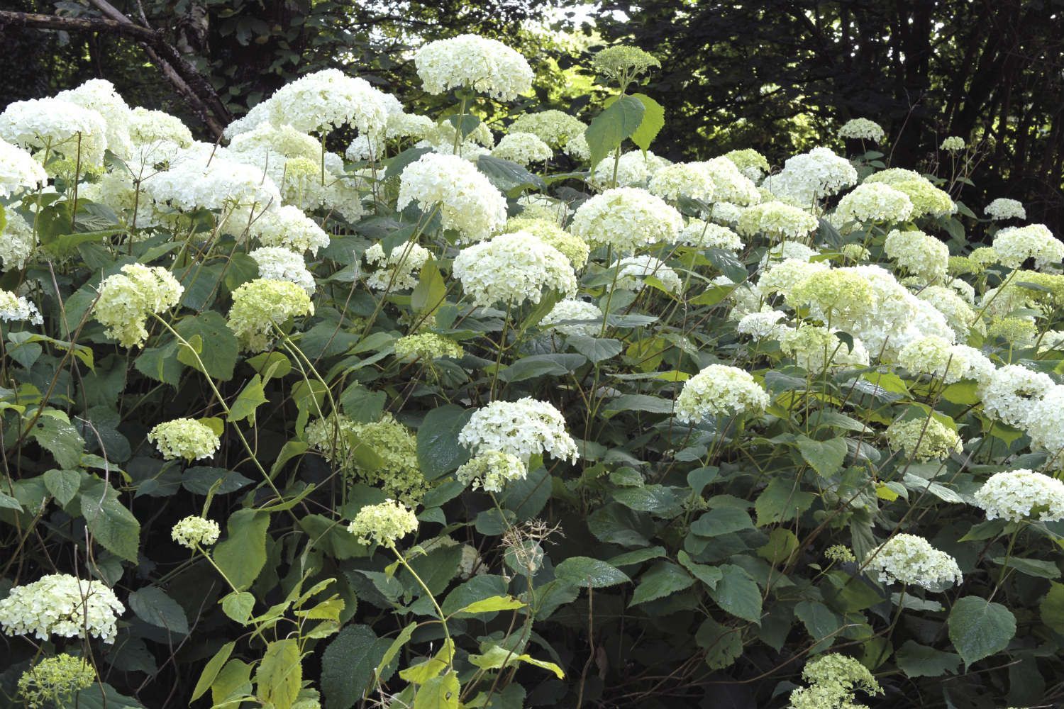 Hortensia-Annabelle-ADJ-5103