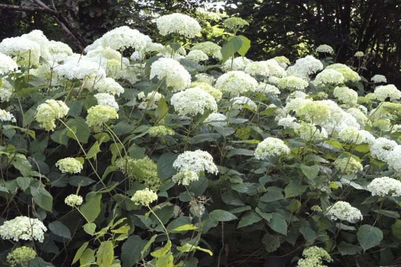 Hortensia-Annabelle