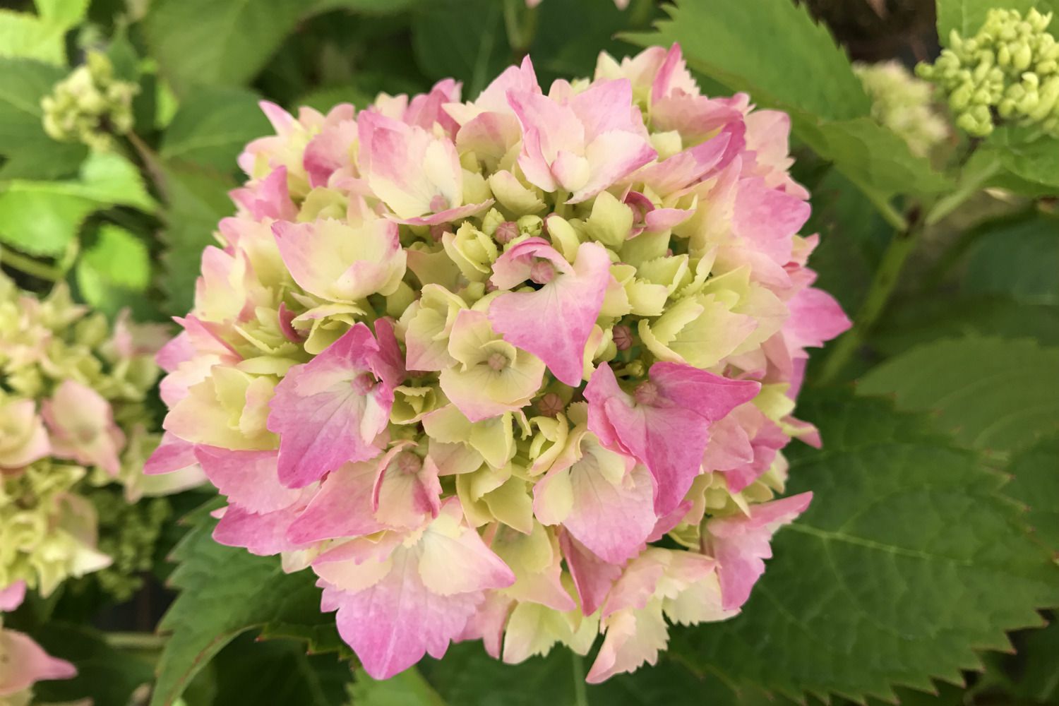 Hortensia-Dolce-chic-IMG_4273