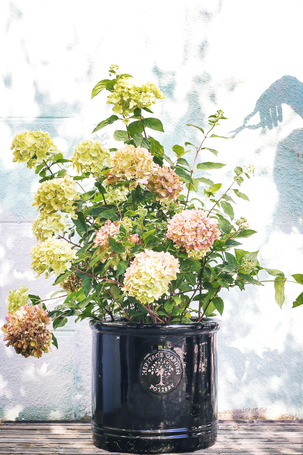 Hortensia-Little-Lime-34 (1)
