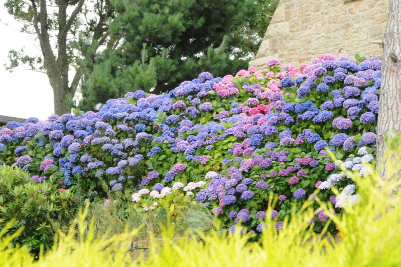 Hortensia-en-jardin-DSC_