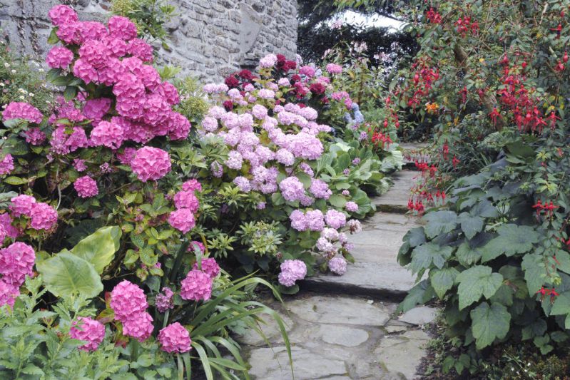 Hortensia-en-jardin-Kerboulic