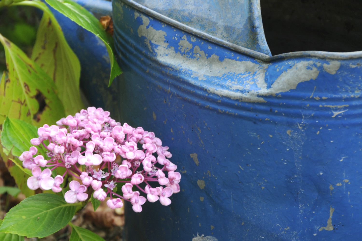 Hortensia-et-arrosoir-DSC_5096