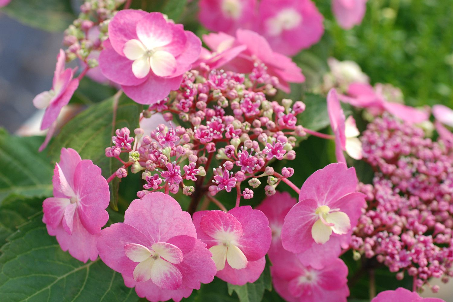 Hortensia-fleur-plate-rose