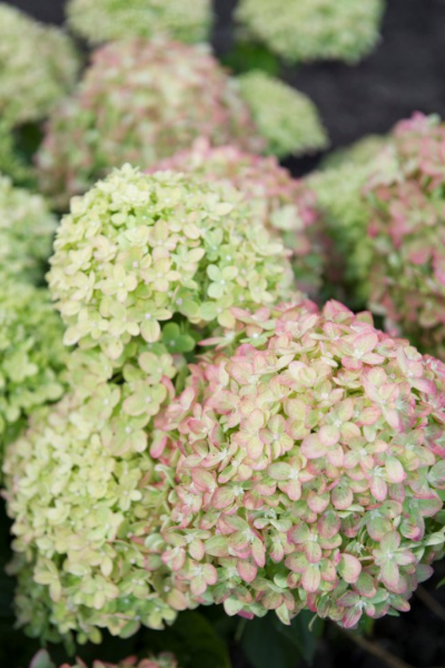 Hortensia-little-lime-1