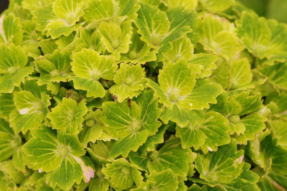 Hortensia-rembrandt-Vibrant-Verde-2