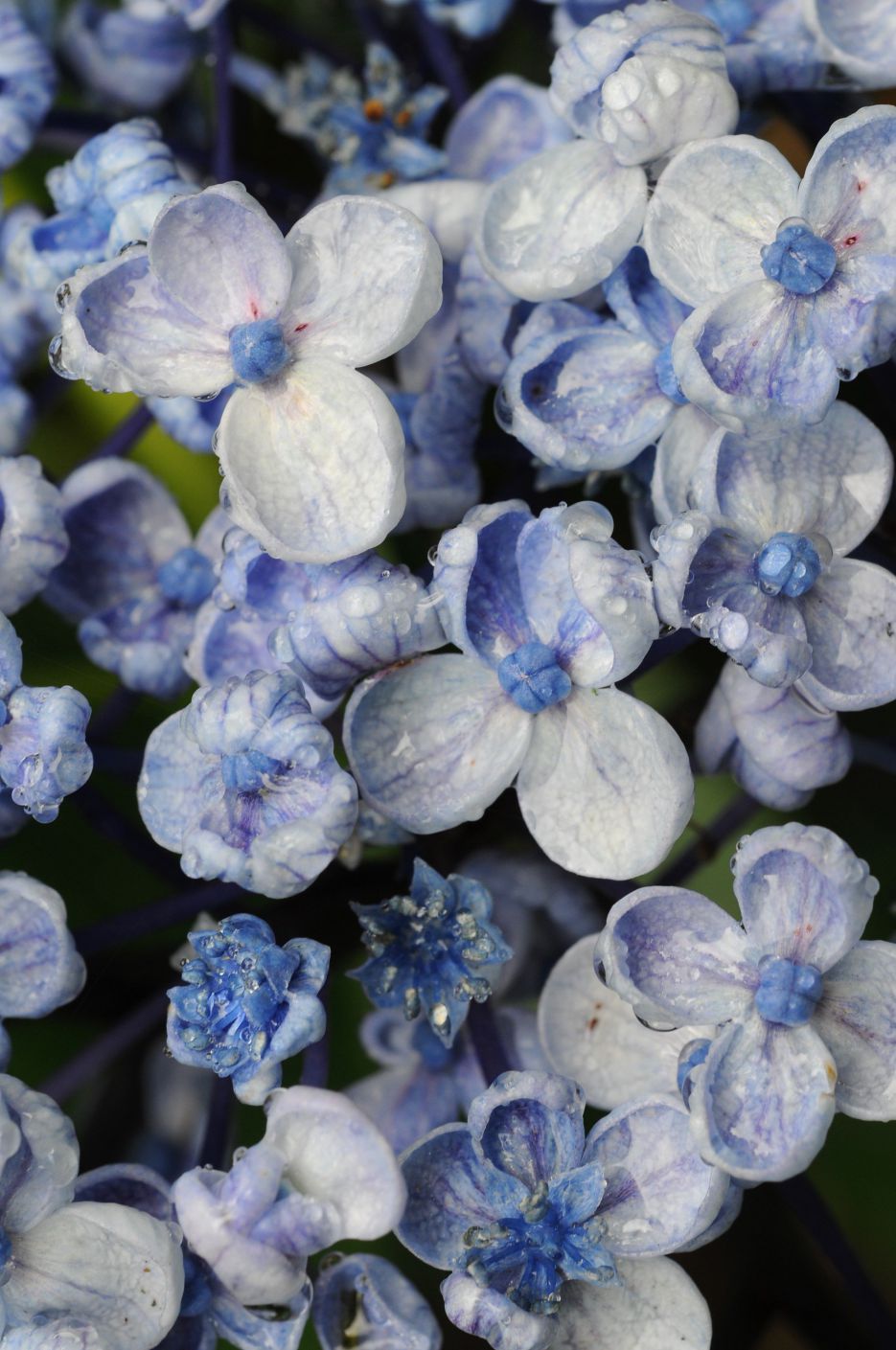 Hortensia_Ayesha_DSC_4906-1