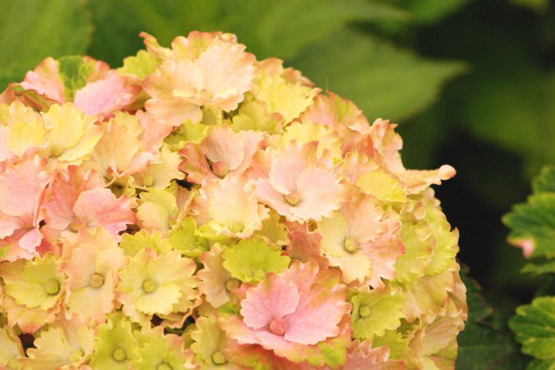 Hortensia_Elegant_Rosa