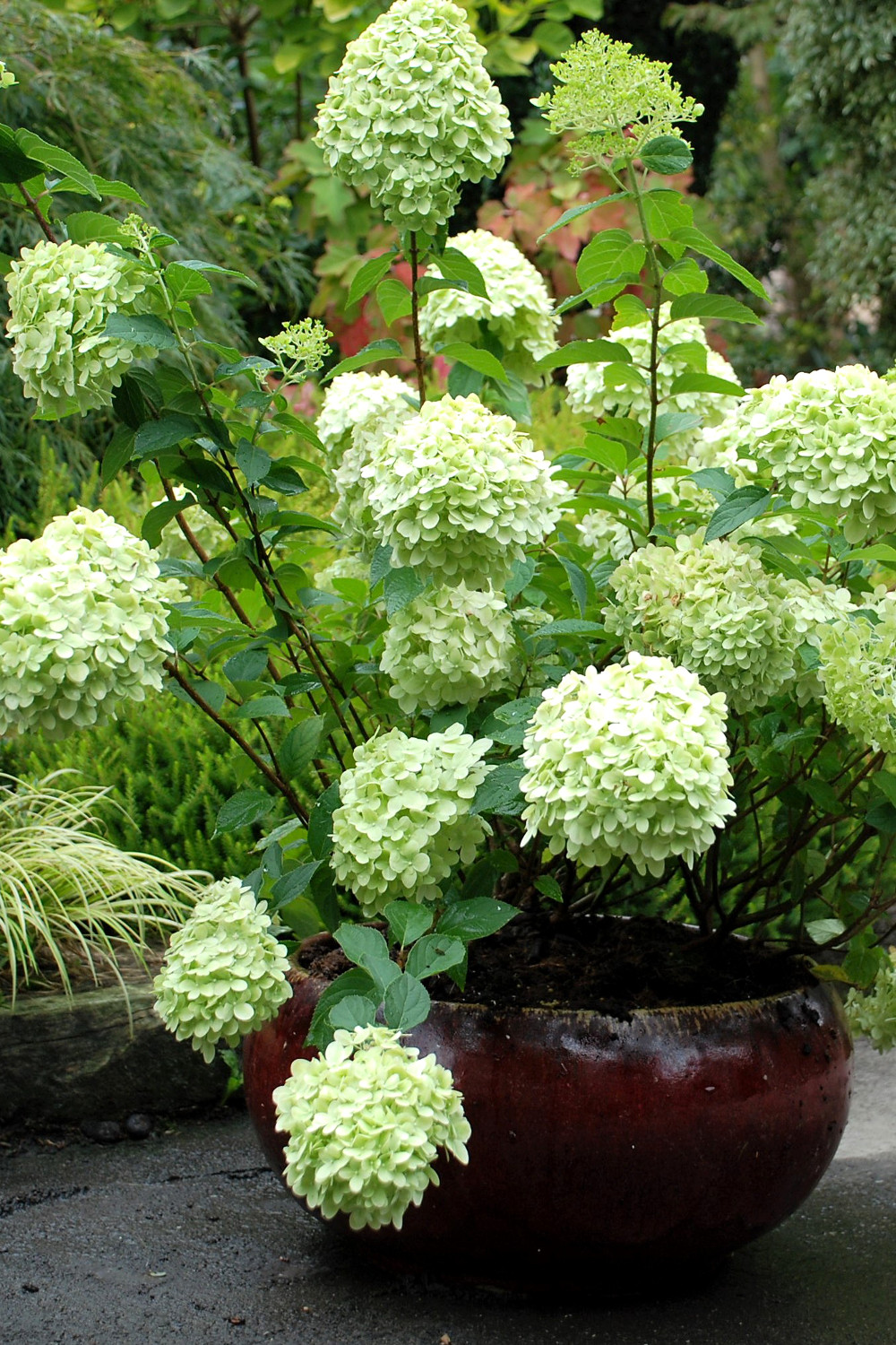 Hortensia_Limelight_0844 (1)