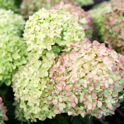 Hortensia_Little_Lime-400x400