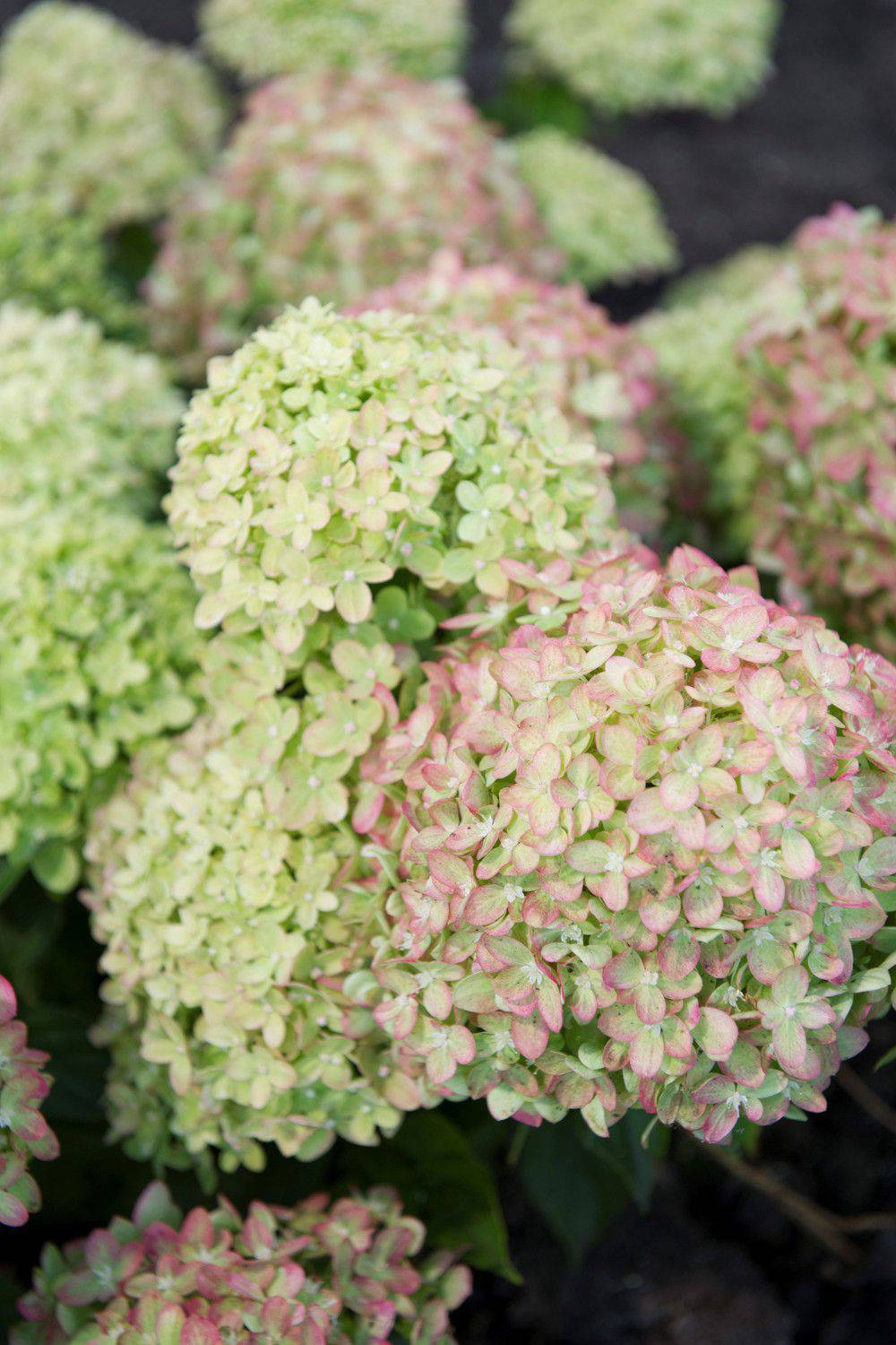Hortensia_Little_Lime