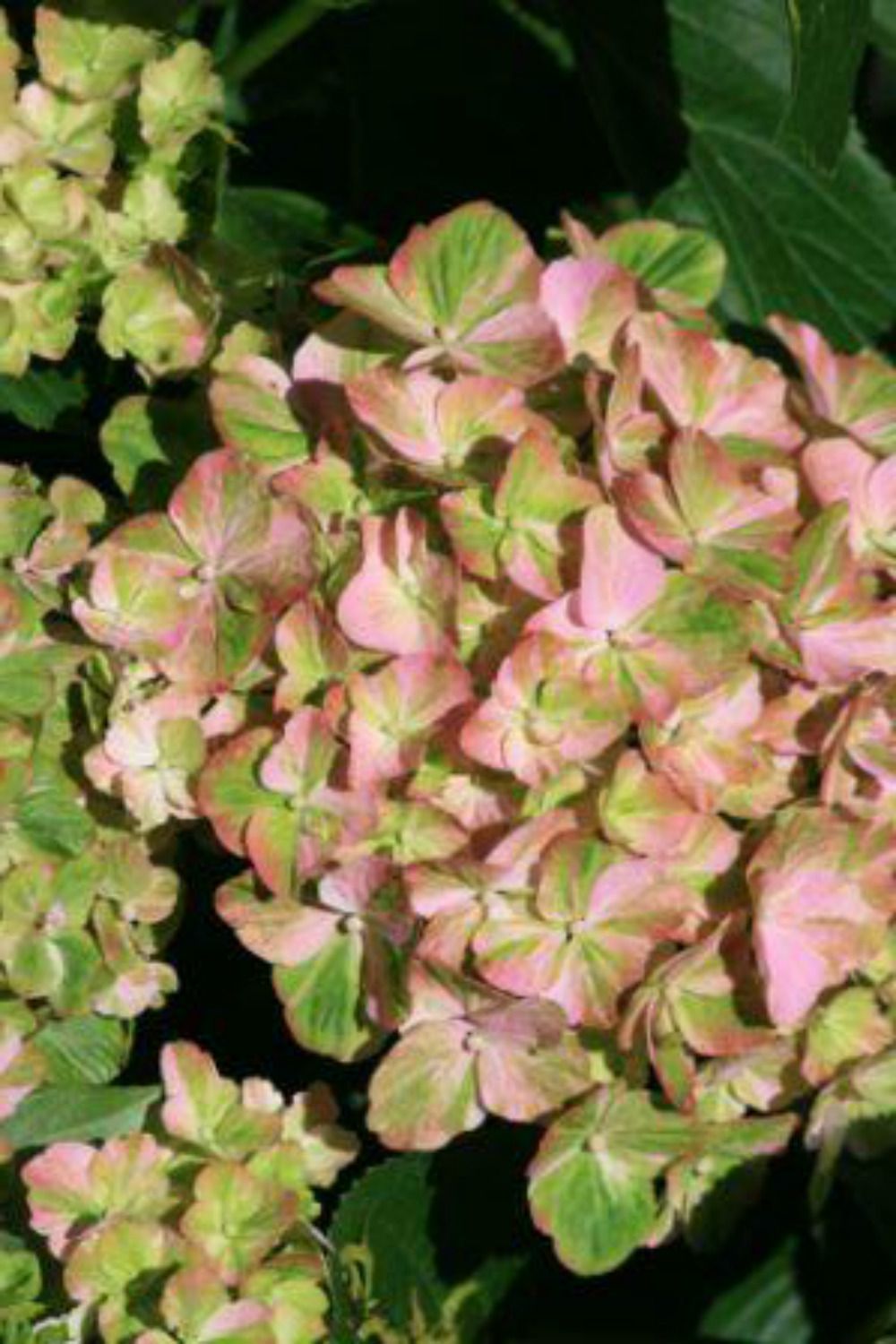Hydrangea-Valvert