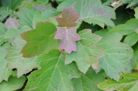 Hydrangea-quercifolia-DSC_6599