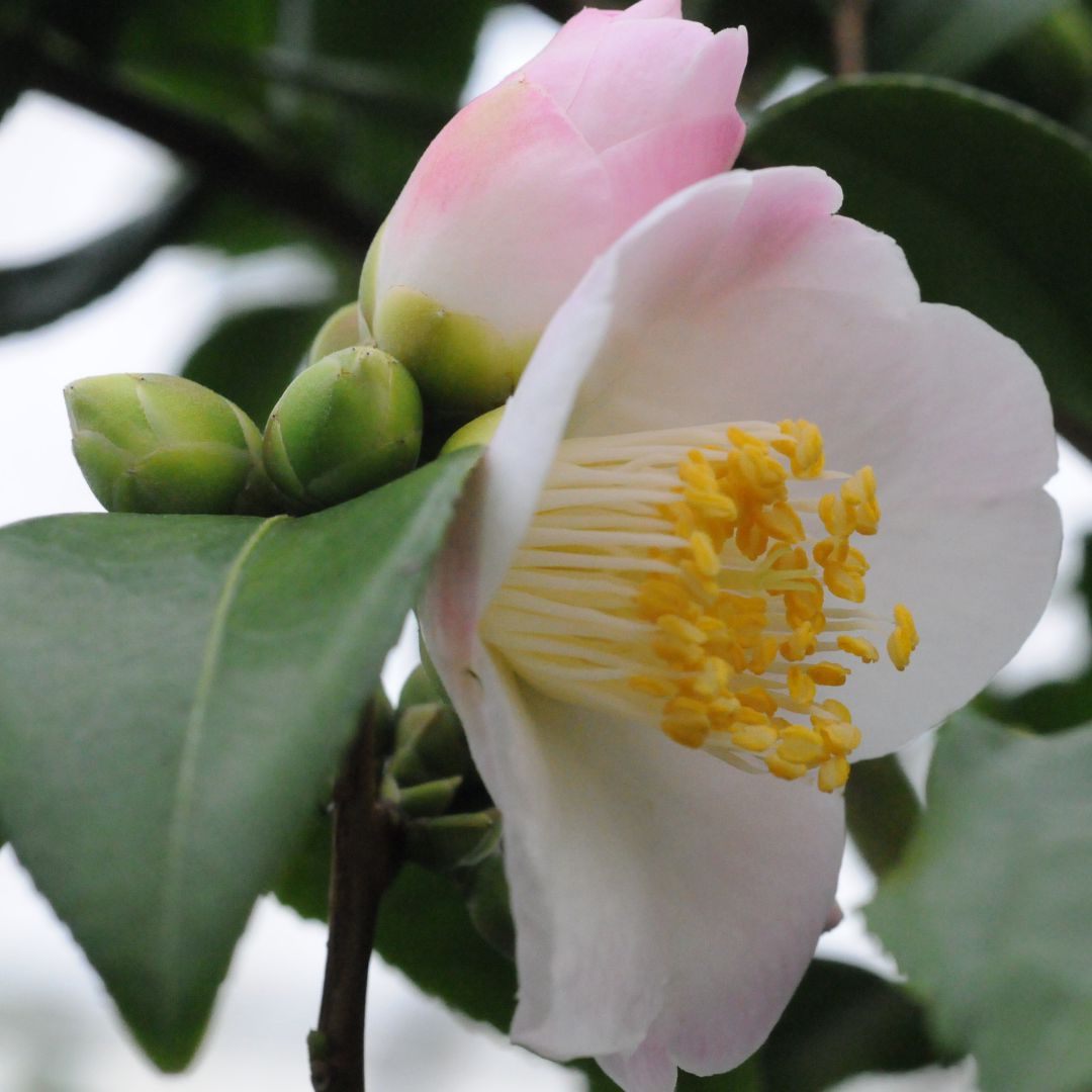 IMFG-Camelia-spring-mist