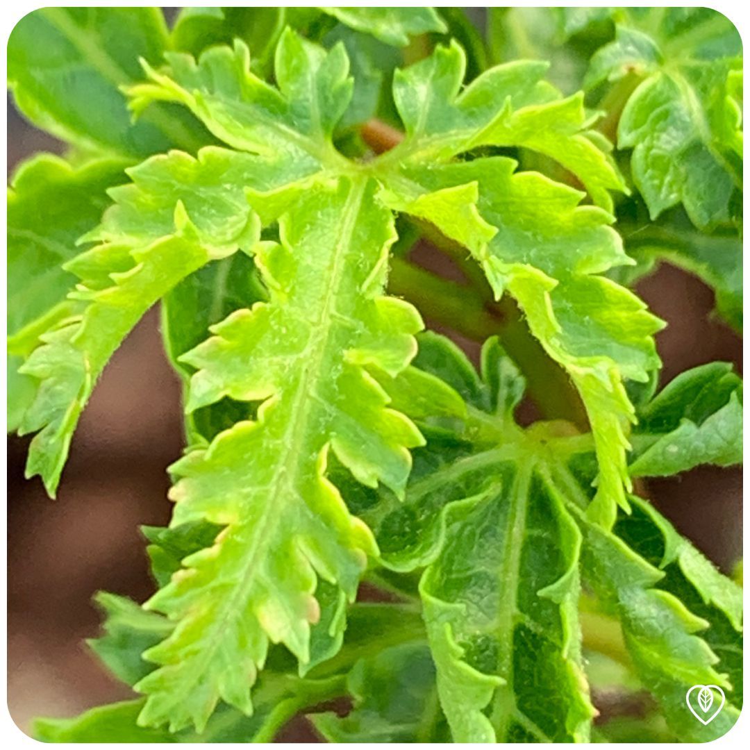 IMFG-Erable-Acer-Shishigashira