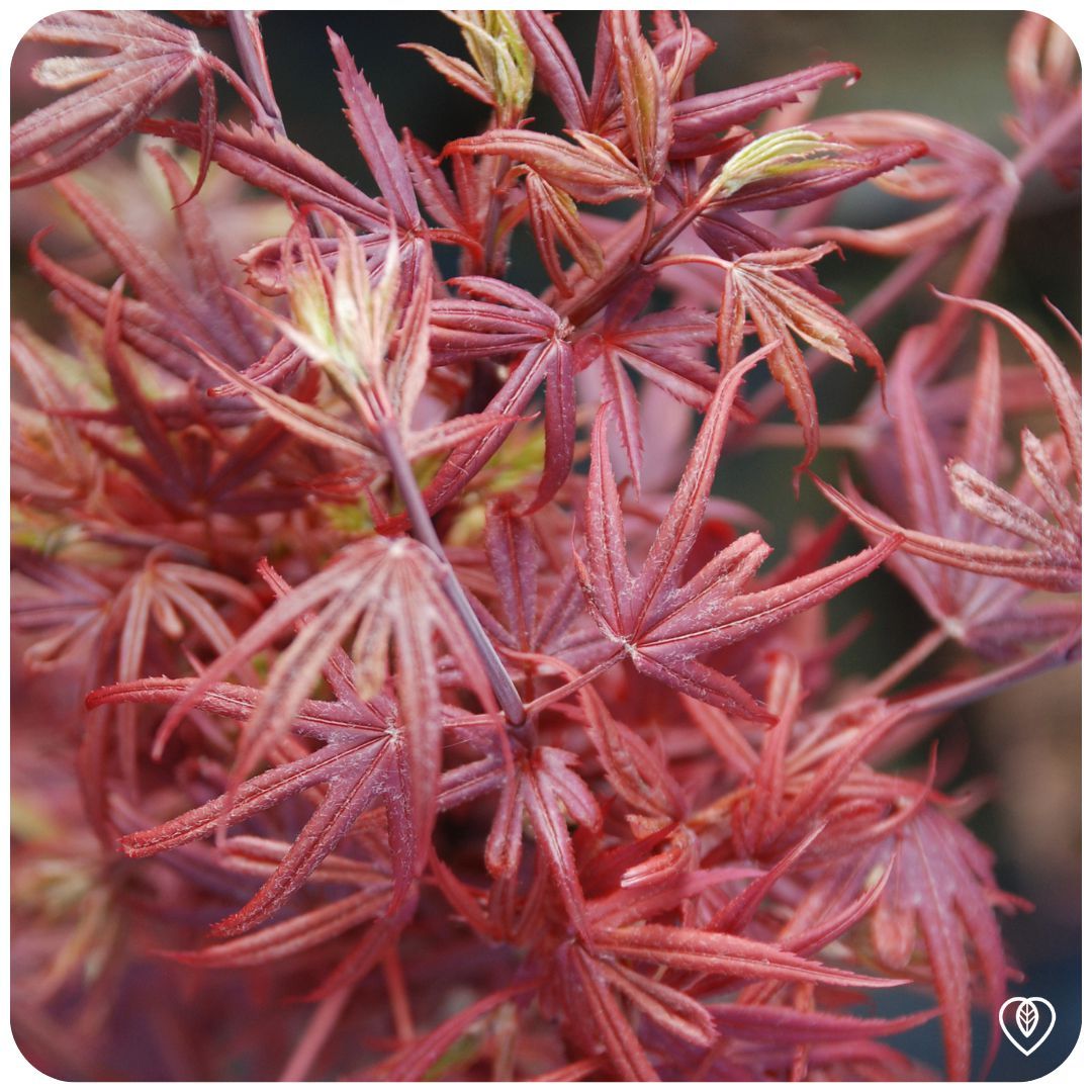 IMFG-Erable-acer-shaina