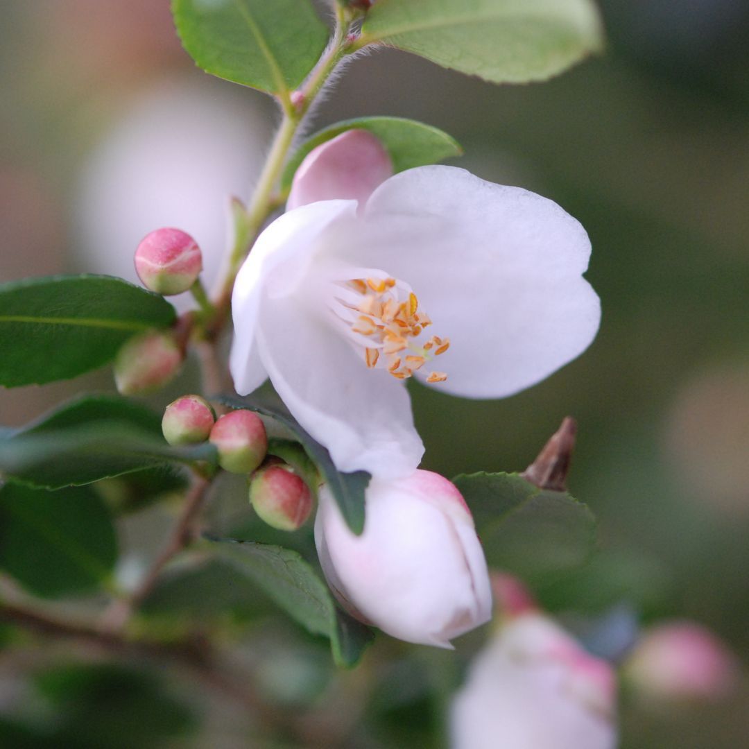 IMFG-Guenole-Savina-Camelia-Cupido