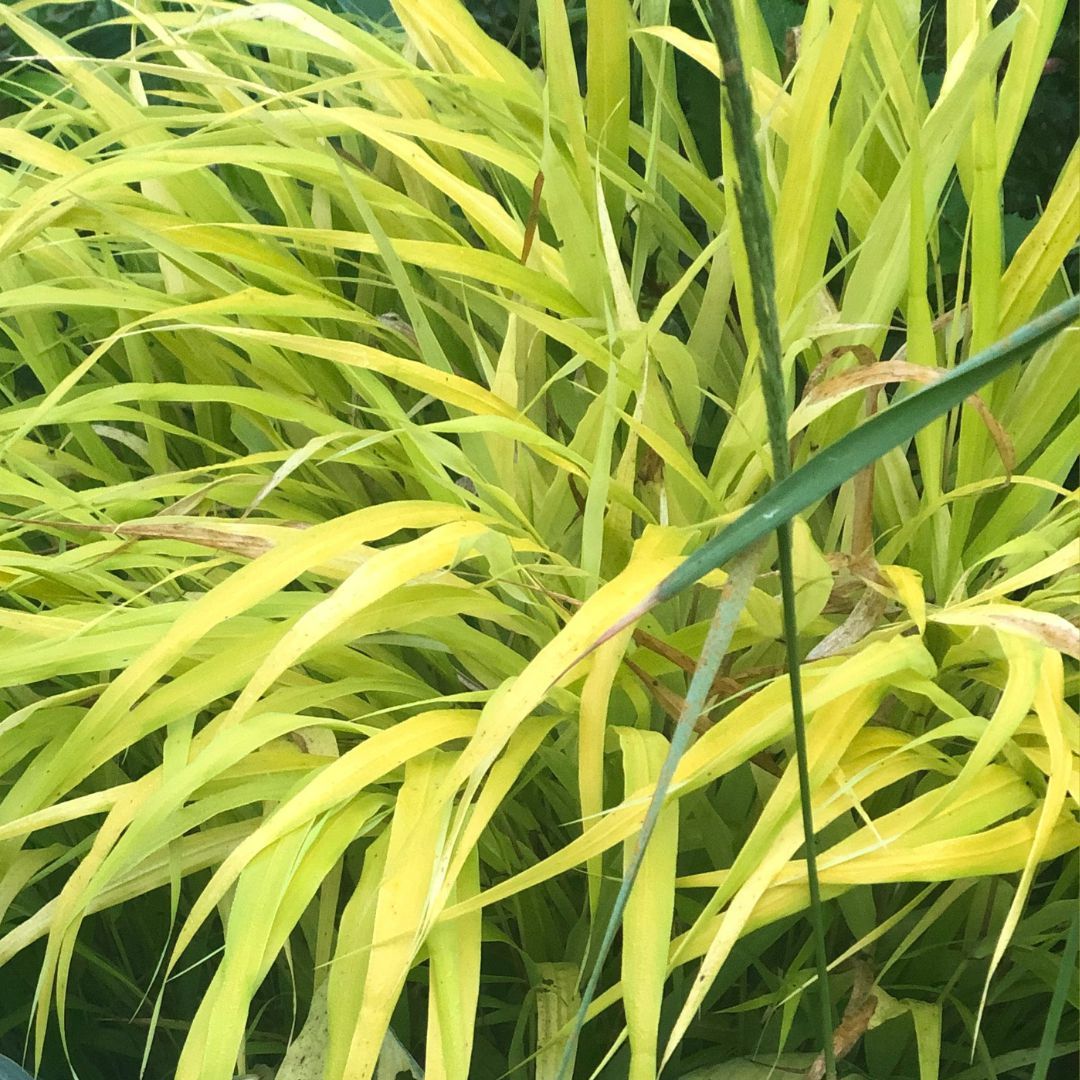 IMFG-Guenole-Savina-Hakonechloa-All-Gold