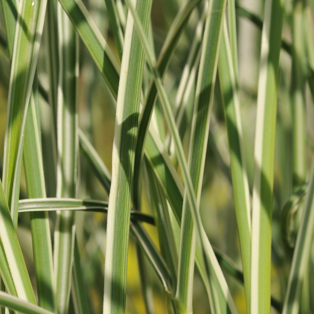 IMFG-Guenole-Savina-Miscanthus-Morning-Light