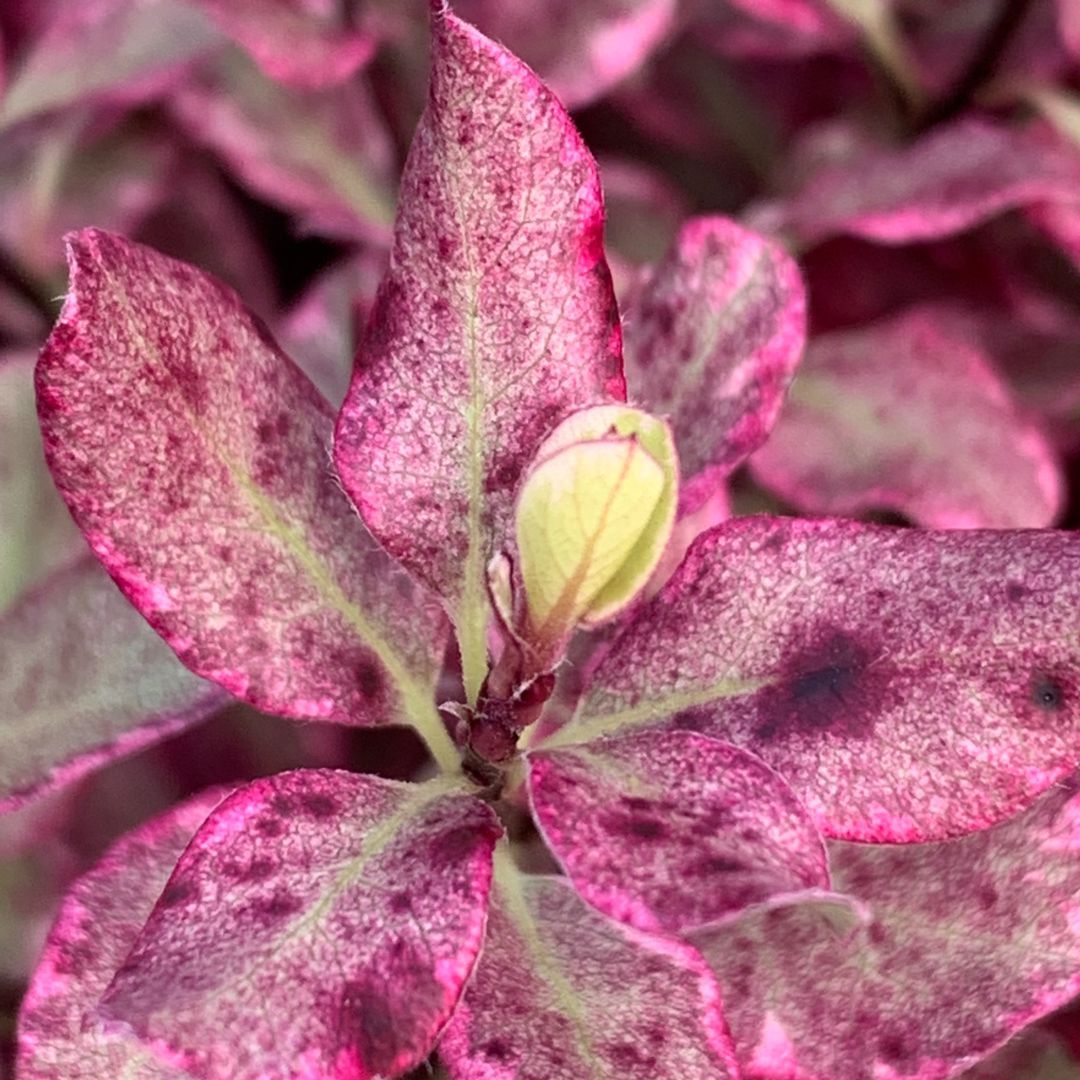 IMFG-Guenole-Savina-Pittosporum-Bannow-Bay