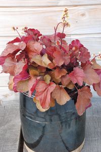 IMFG-Heuchera-Little-Cutie-Blondie