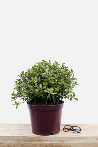 IMFG-Pittosporum-Golf-Ball