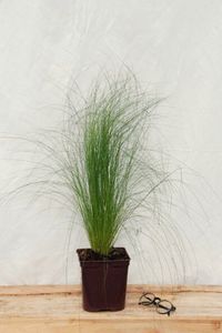 IMFG-Stipa-Pony-Tails