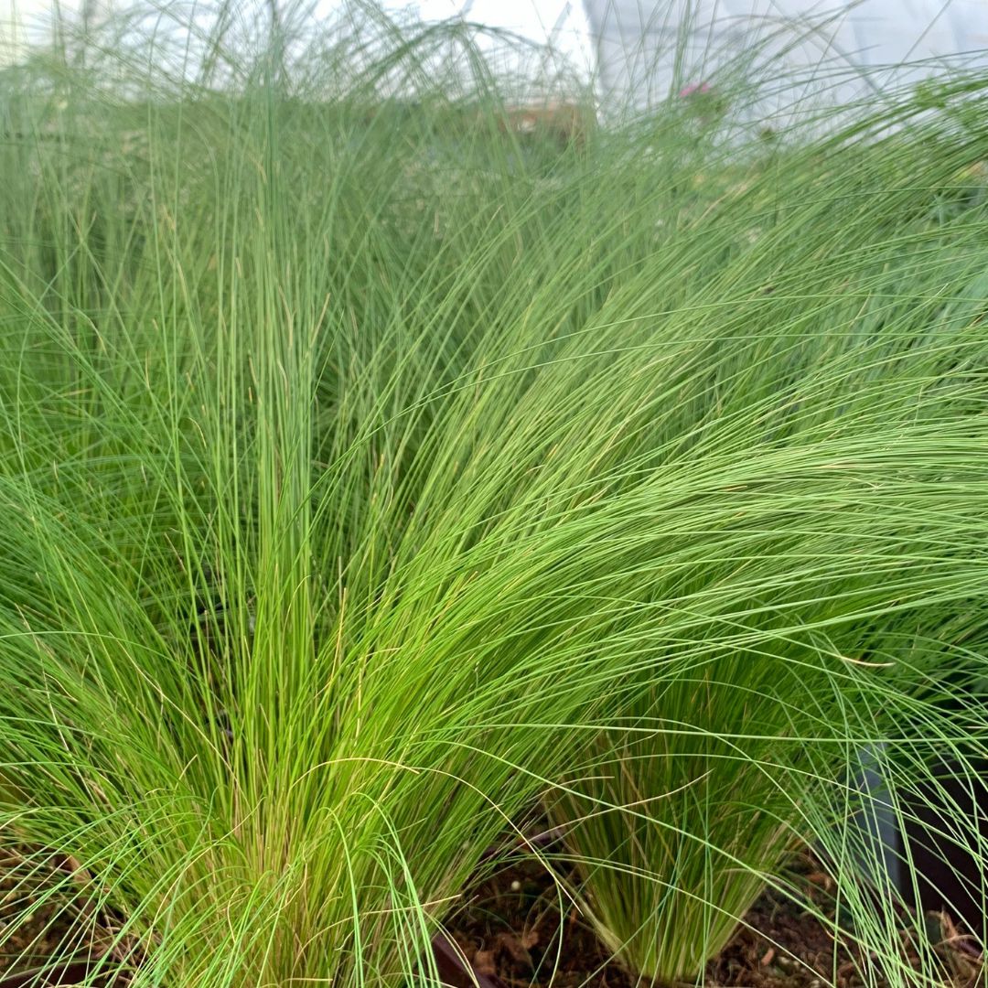 IMFG-Stipa-pony-tails