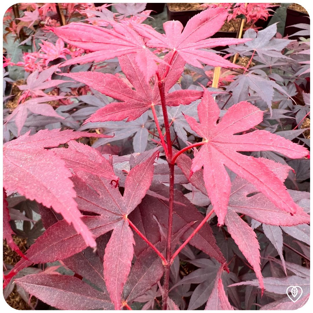 IMFG-acer-erable-du-japon-bloodgood