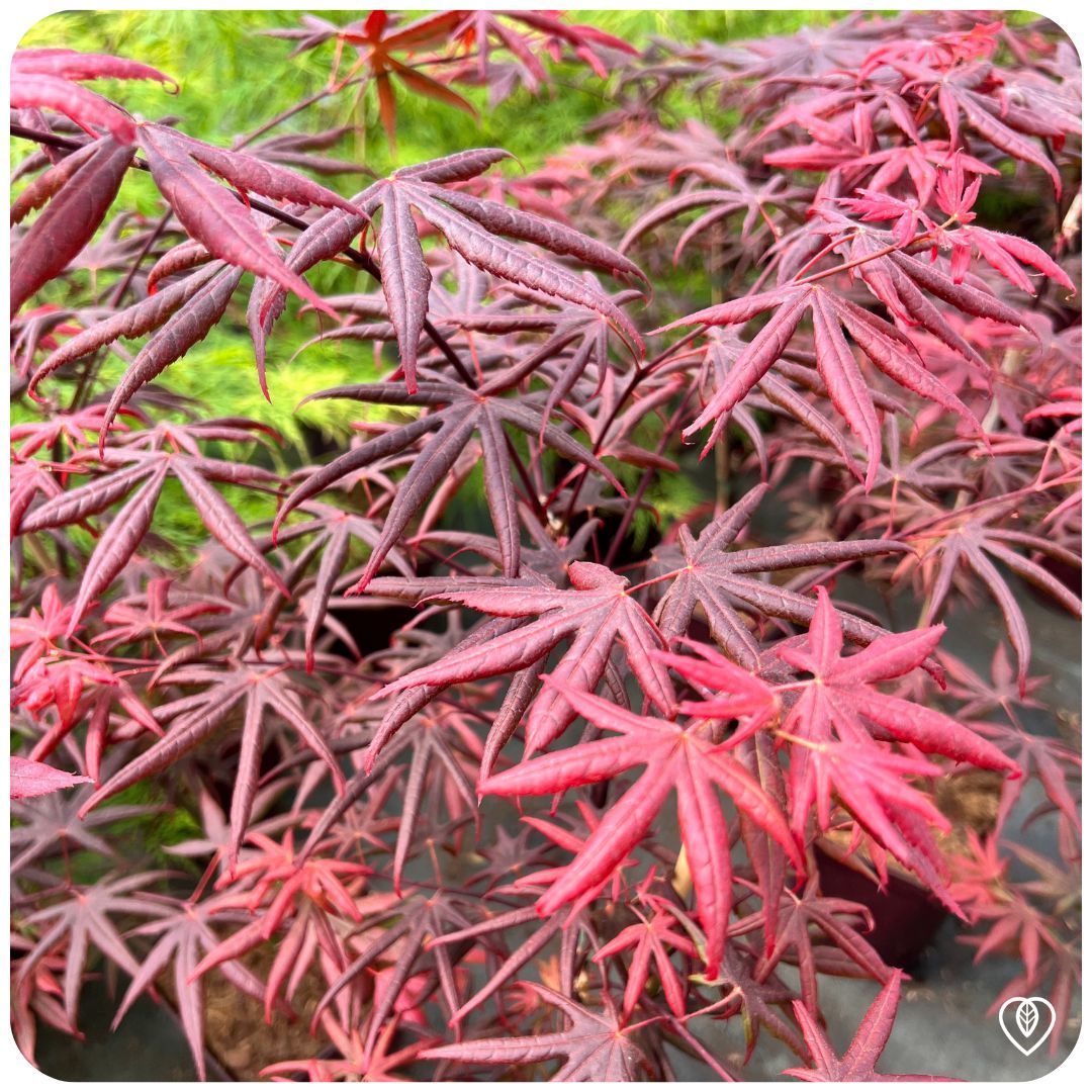 IMFG-acer-erable-du-japon-starfish