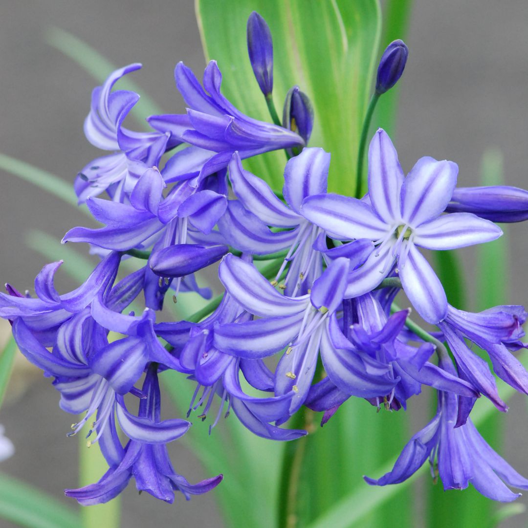 IMFG-agapanthe-lapis-lazuli