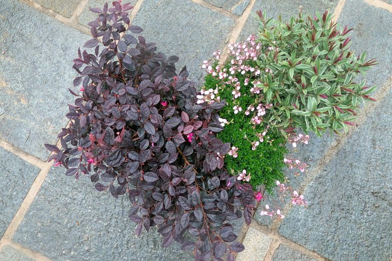 Que faire au jardin en octobre ? 5 - Roué Pépinières IMFG-blog-artiste