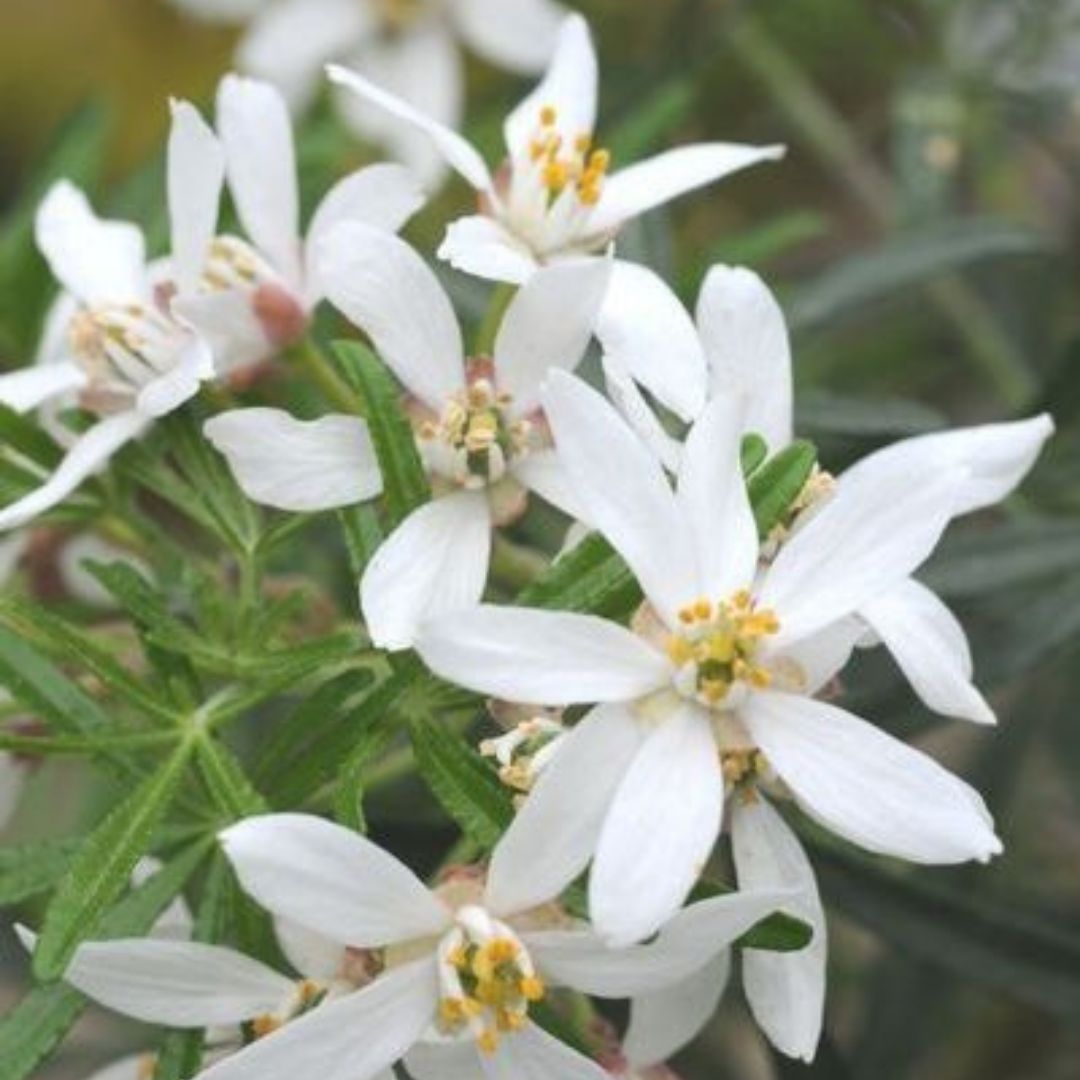 IMFG-choisya-oranger-du-mexique-white-dazzler