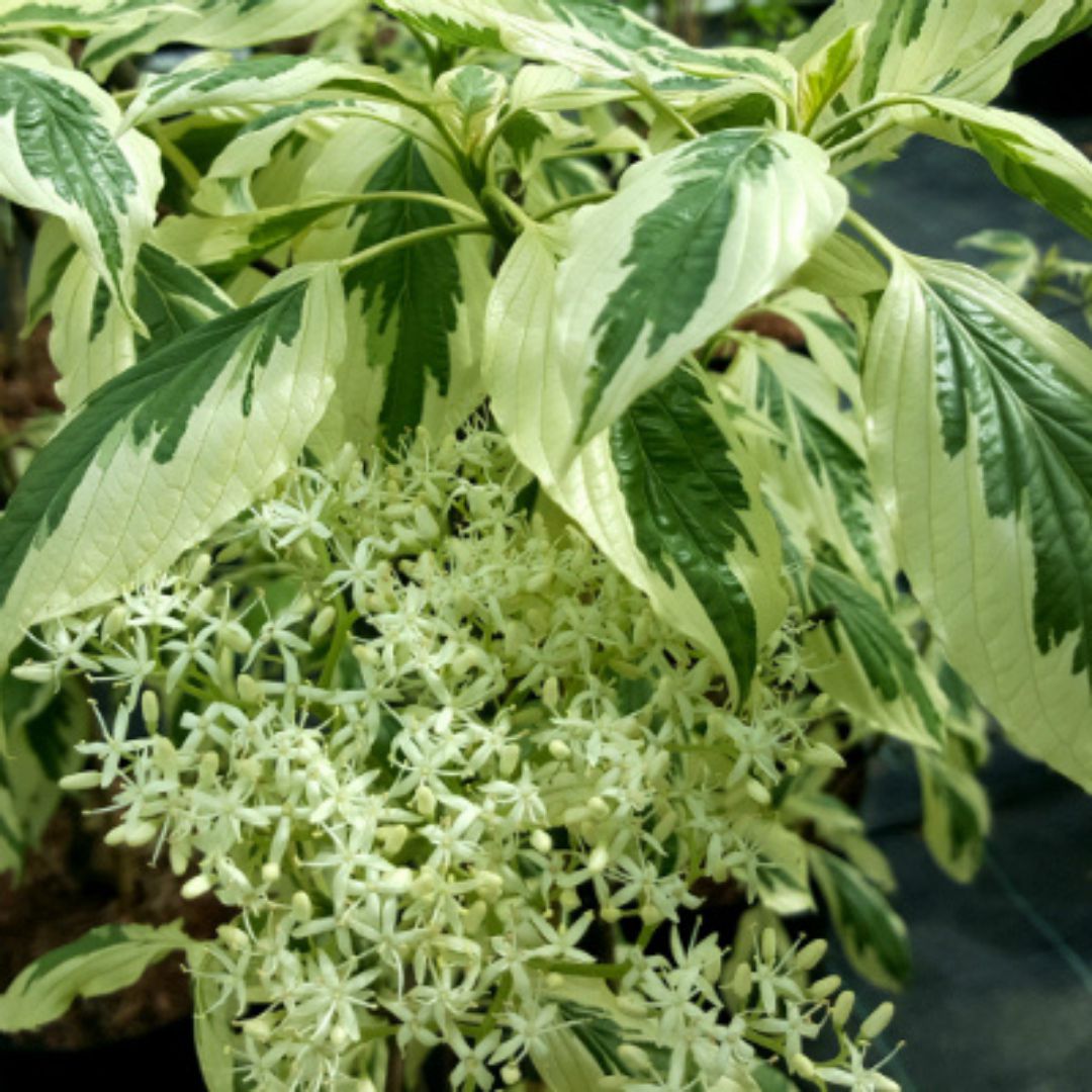 IMFG-cornus-controversa-variegata