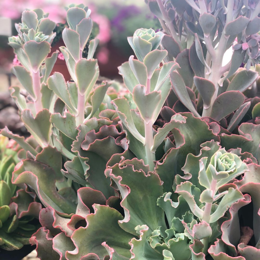 IMFG-echeveria-giant-blue