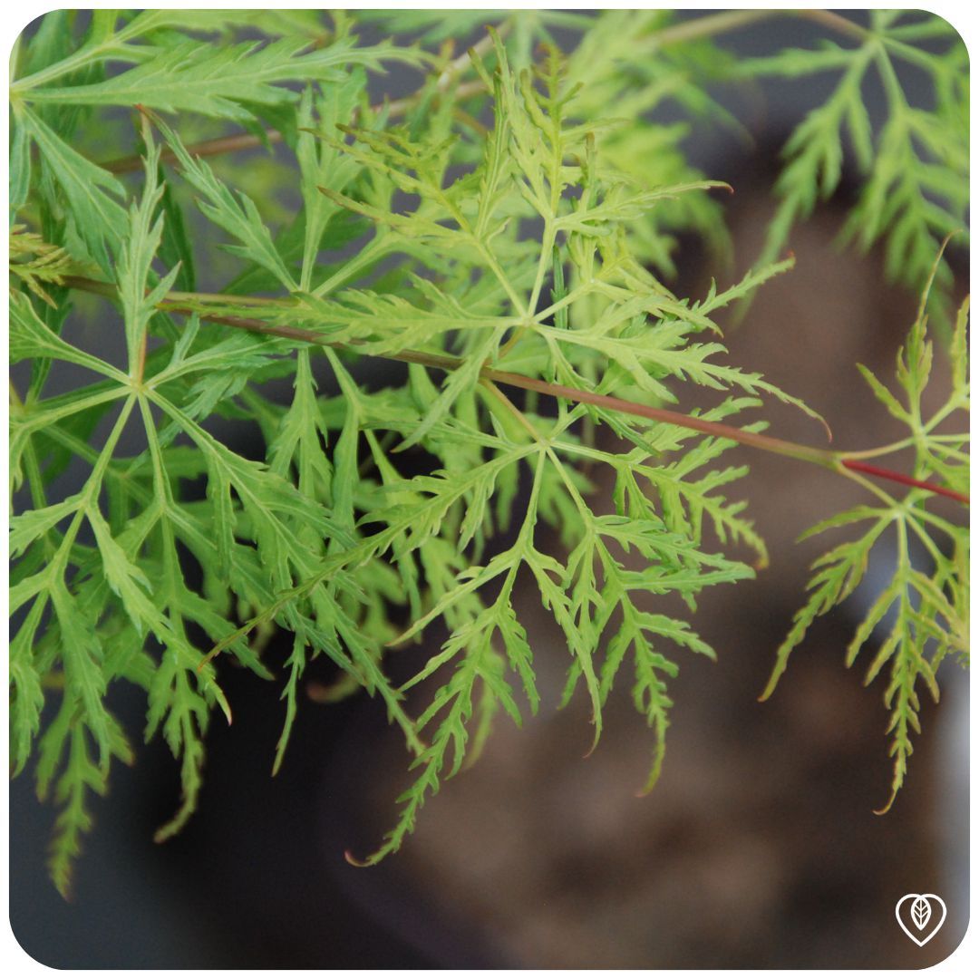 IMFG-erable-du-japon-acer-dissectum